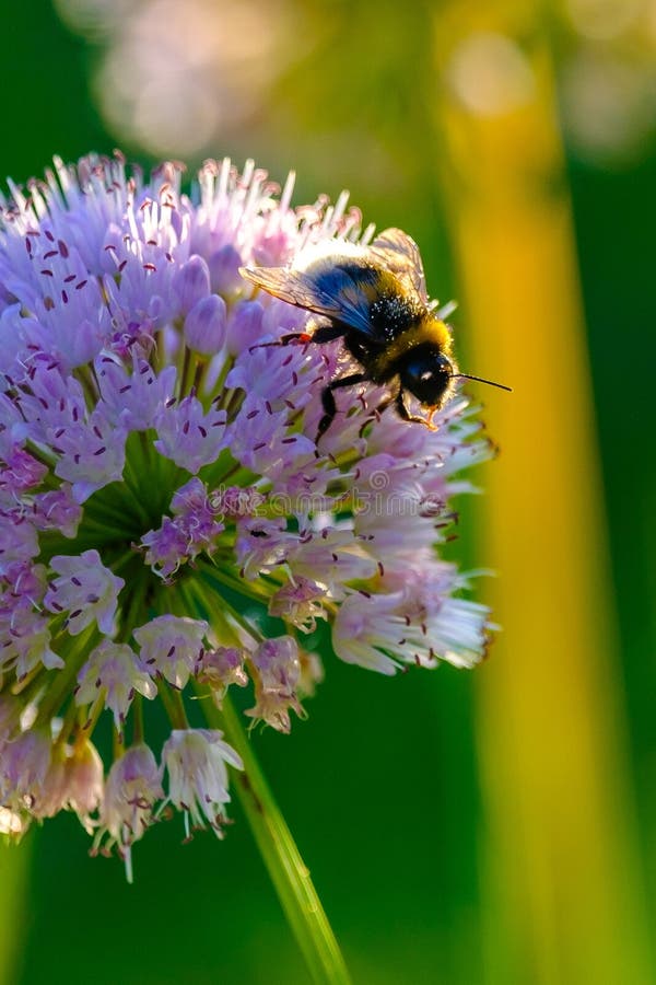 Bees and Bumblebees Collecting Nectar from Flowers in the Rays of the