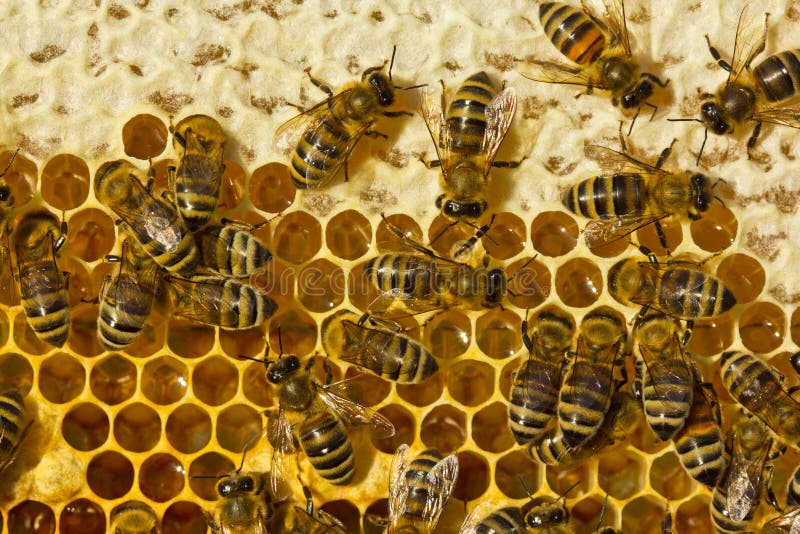 Bees Close Honey for Longterm Storage. Stock Image Image of optical