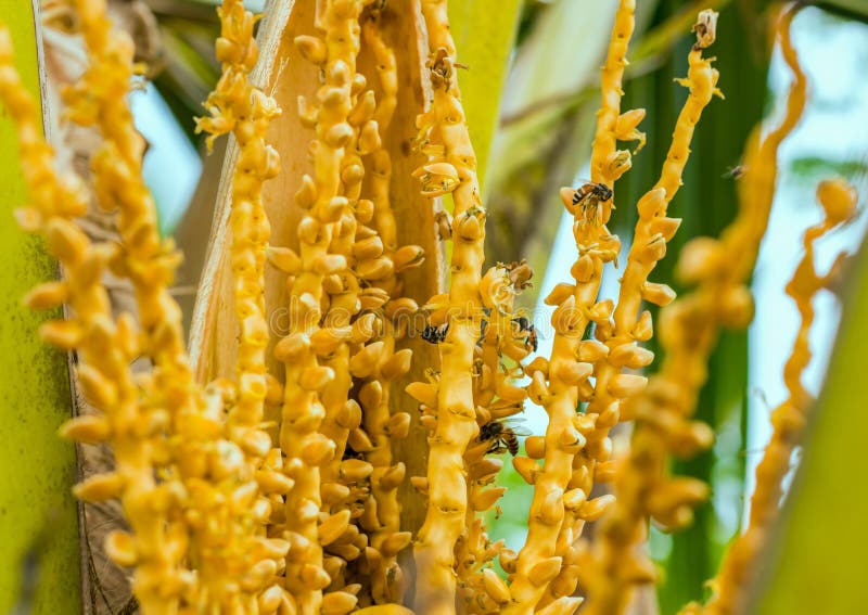 palm tree flowers bees