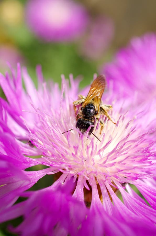 Bees Collect Nectar on Purple Flower Stock Image Image of collect