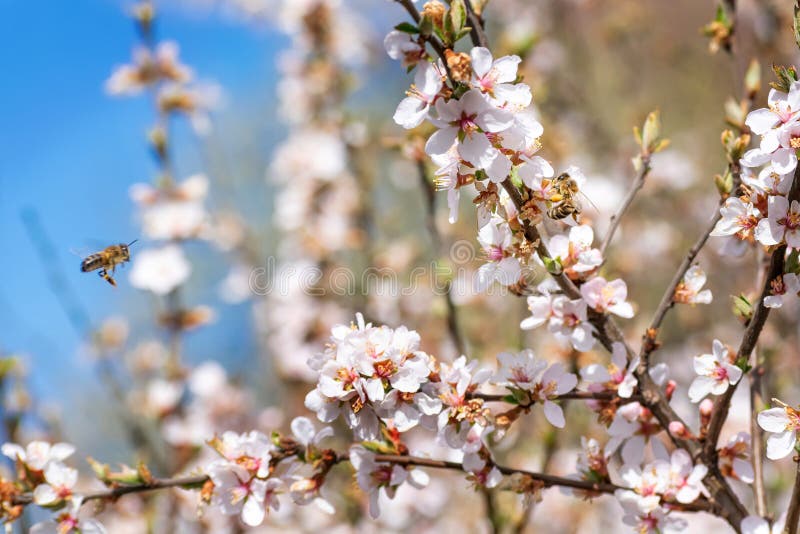 Bees Collect Pollen from Cherry Blossoms Stock Image Image of garden