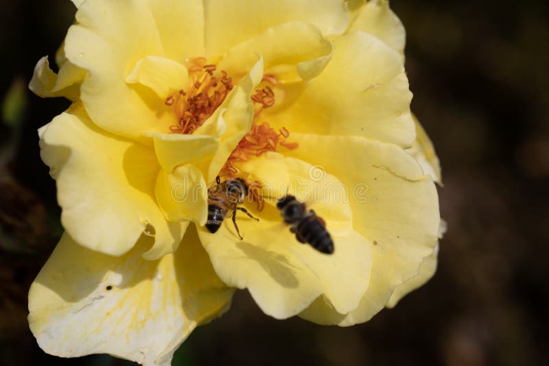 Bees on Colourful Roses in Natural Environment Stock Photo Image of