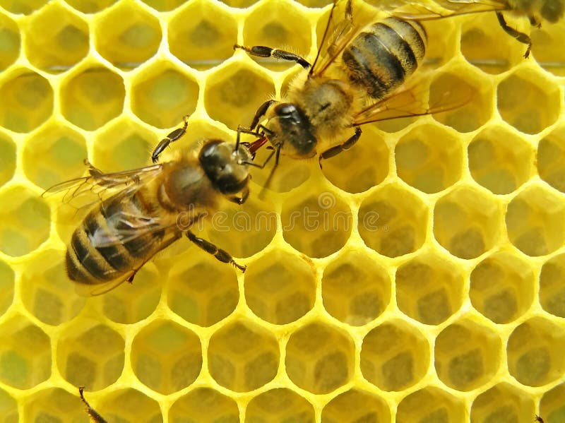 Conseguir a atropellar estos abejas de acuerdo a ojos,, zarcillos a.