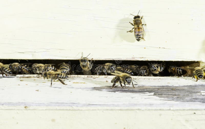 Bees entering the hive royalty free stock photos