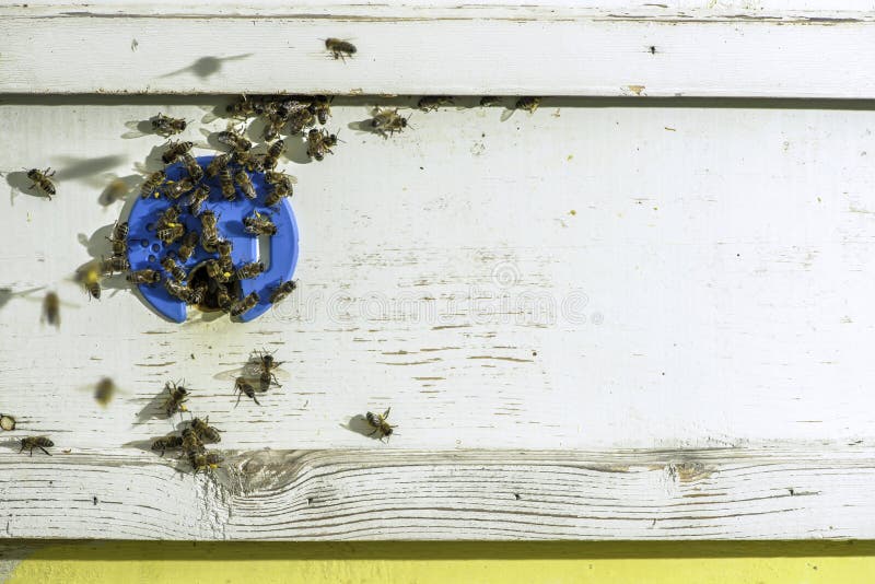 Bees entering the hive royalty free stock photography