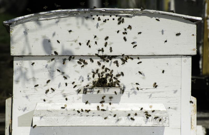 Bees entering the hive stock images