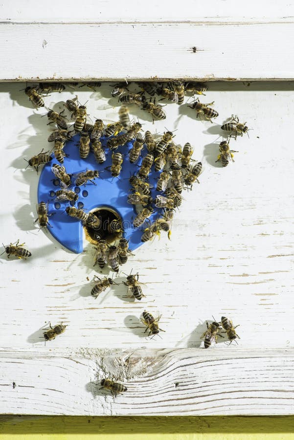 Bees entering the hive stock photos