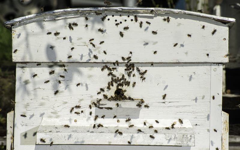 Bees entering the hive stock photos