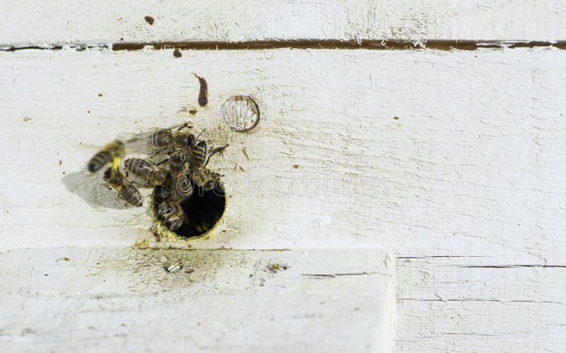 Bees entering the hive stock photography