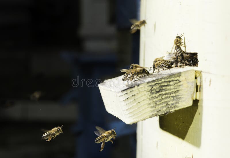 Bees entering the hive royalty free stock photos