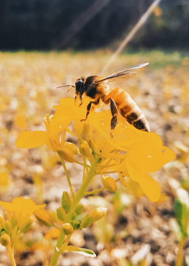 Bees Extracting Honey from Mustard Flowers Stock Image Image of bees