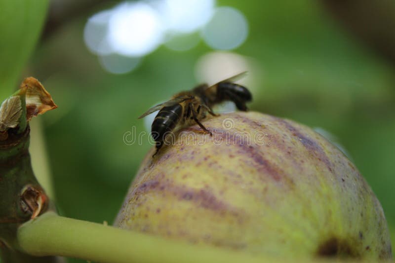 946 Fruit Tree Pollination Bees Stock Photos Free & RoyaltyFree