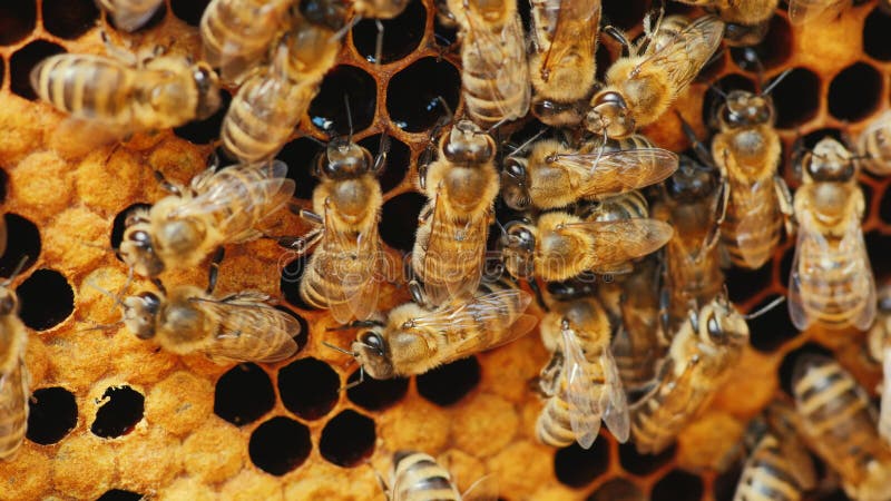 Bees filled with honey, honeycomb, bee pollen processed