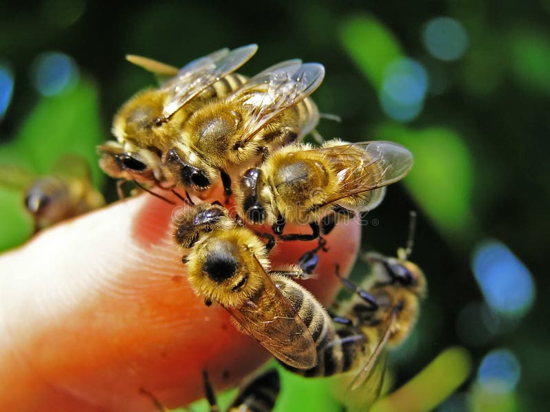 Bees on the finger of hand.