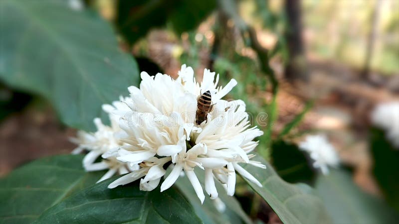 Bees on the flower. Bees collects nectar from flowers stock footage