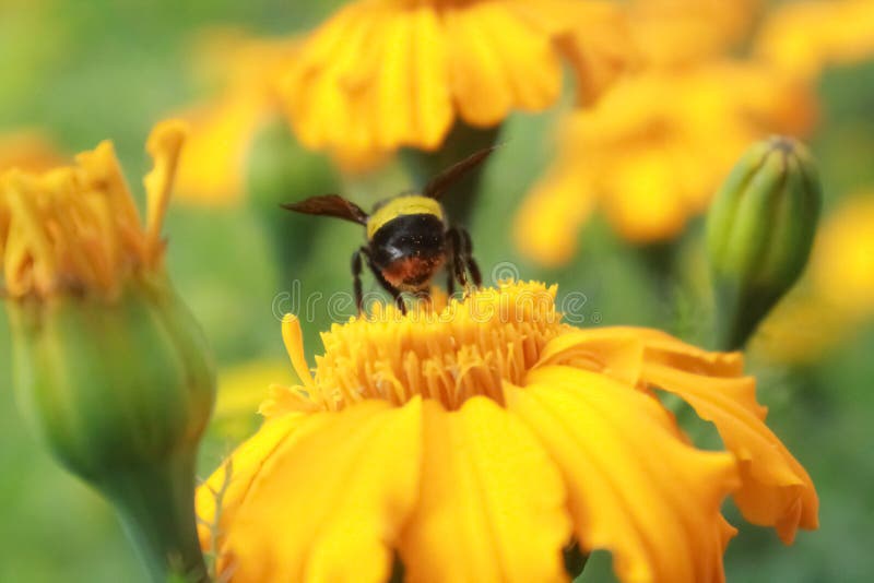Bees and Flowering Plants Have a Mutualistic Relationship Stock Image