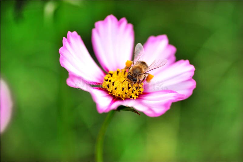 Ape volò e si preparano a volare per le due belle prugna fiore di miele.