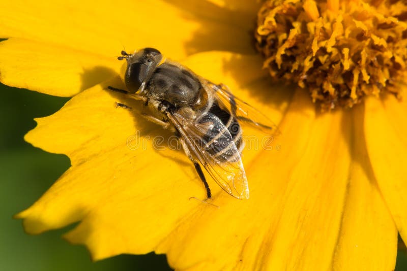 Bees and flowers