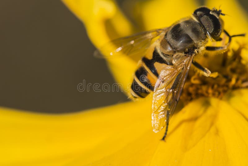 Bees and flowers