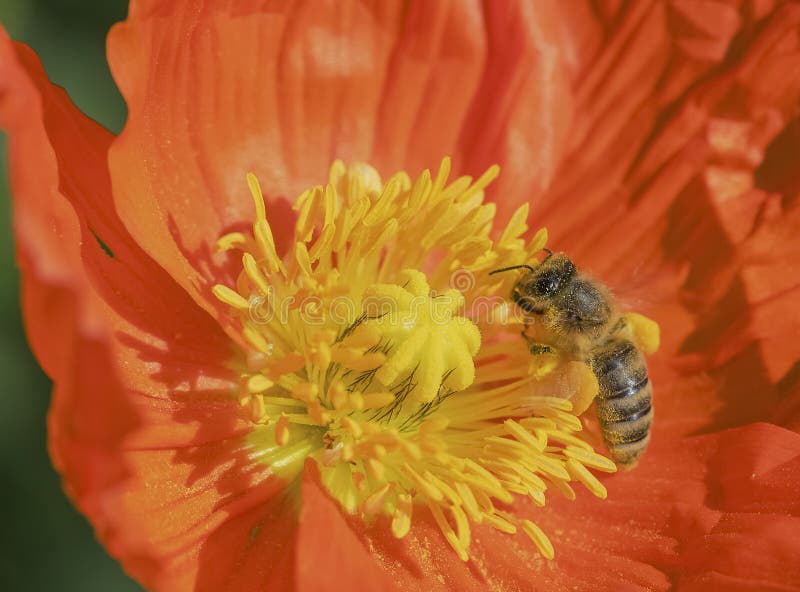 Bees and flowers stock photo. Image of happy, flowers 37407340