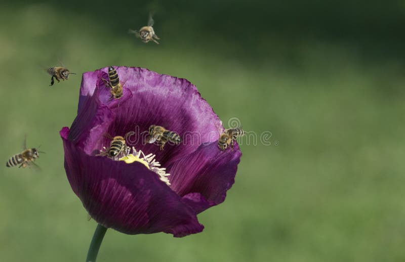 Bees Flying on Poppy Flower Stock Photo Image of flower,