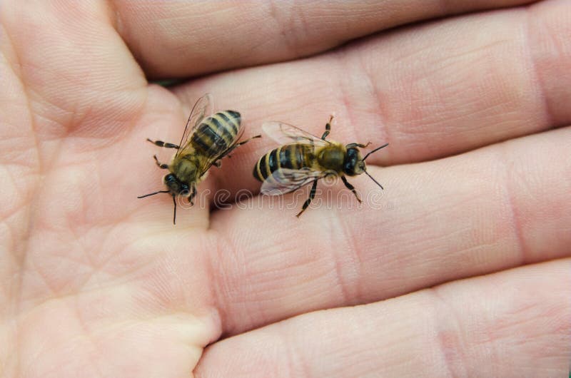 Bees on hand stock image. Image of fingers, frame, honey 103010421