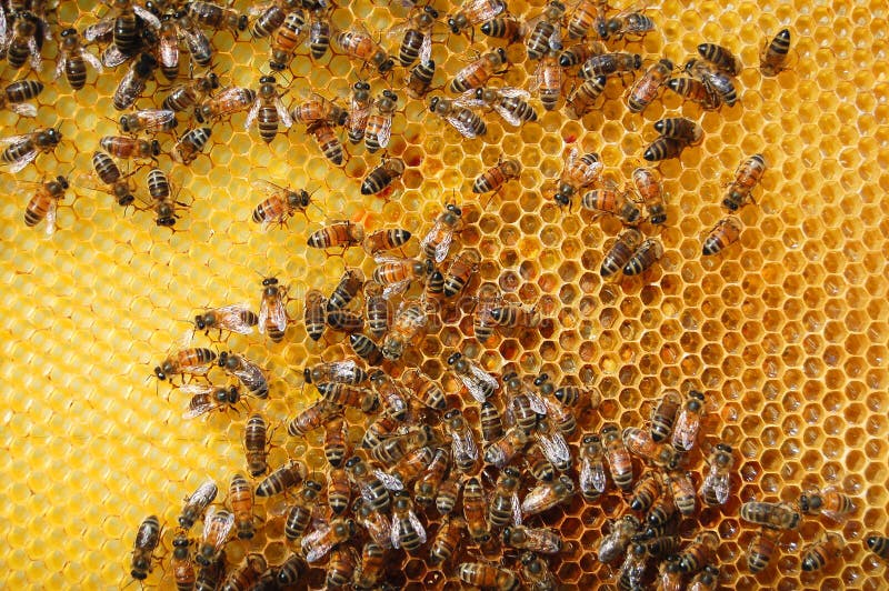 Bees on honeycomb