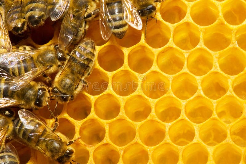 Bees on honeycomb