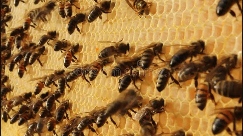 Bees on honeycomb