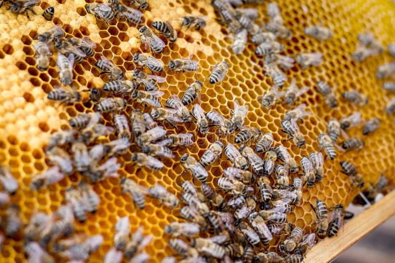Bees on Frame. Frames for Sale_ Stock Photo Image