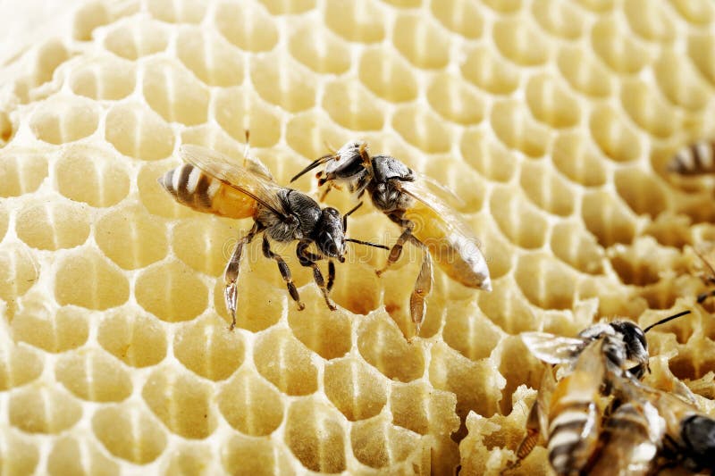 Bees on honeycomb royalty free stock photos