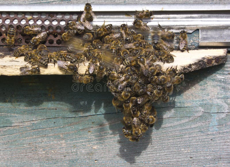 Bees in hot weather