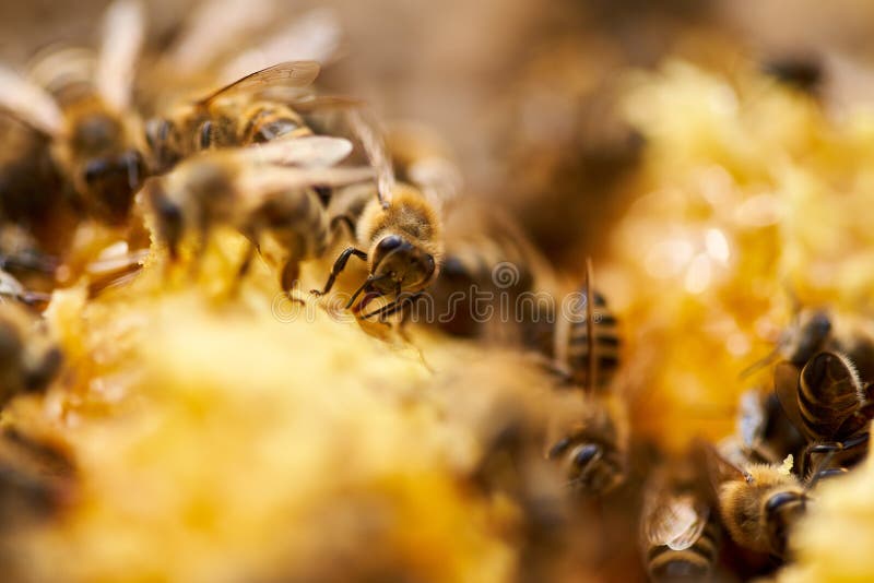Bees inside the hive stock photo. Image of colony, apiary 193101390