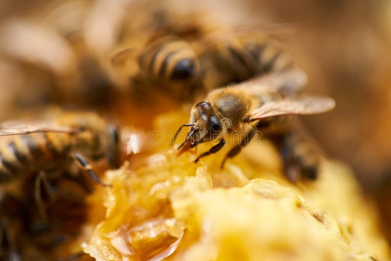 Bees inside the hive stock photo. Image of natural, nature 193101400