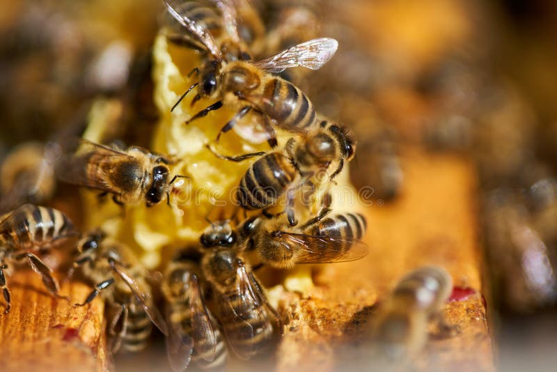 Bees inside the hive stock photo. Image of animal, macro 193101414