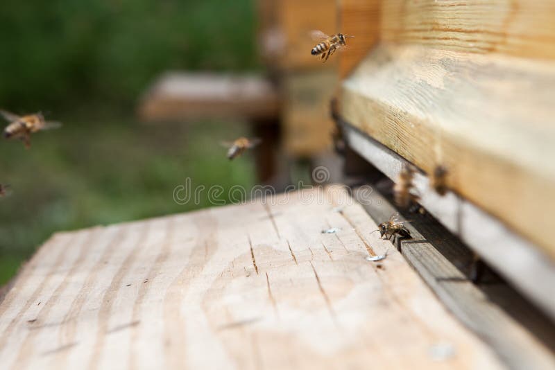 Bees stock photo. Image of beekeeper, house 48678354