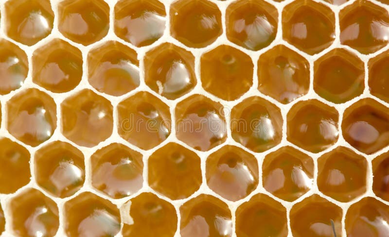 honey nectar