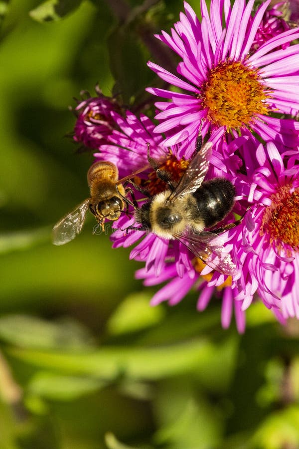 Bees On Pink Aster Flowers In Newbury New Hampshire Stock Photo