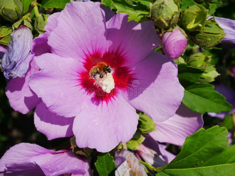 108 Honey Bees Hibiscus Stock Photos Free & RoyaltyFree Stock Photos