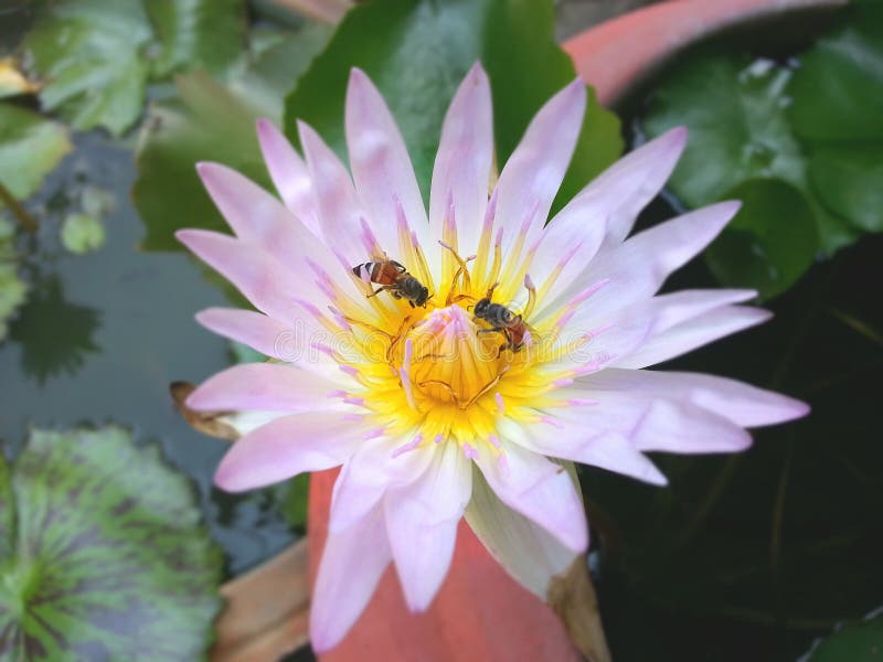 Bees Pollinating a Lotus Flower Stock Photo Image of flower, couple