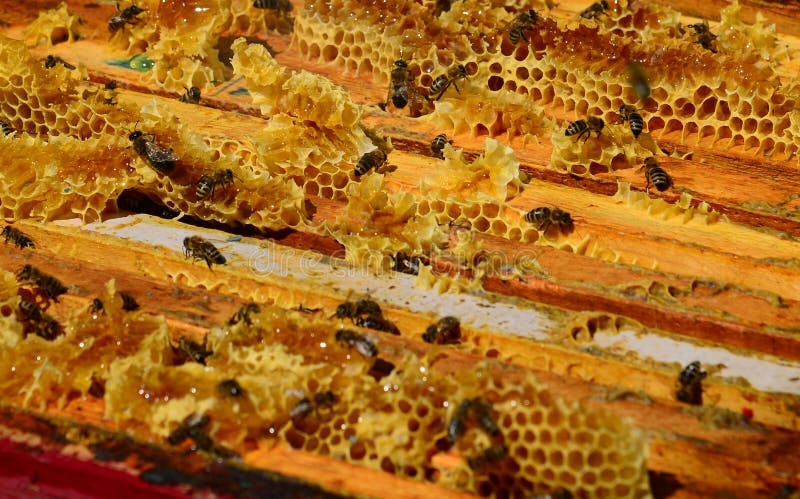 Bees are sitting on the comb in the hive