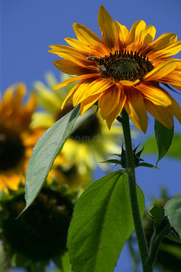 Bees on a sunflower