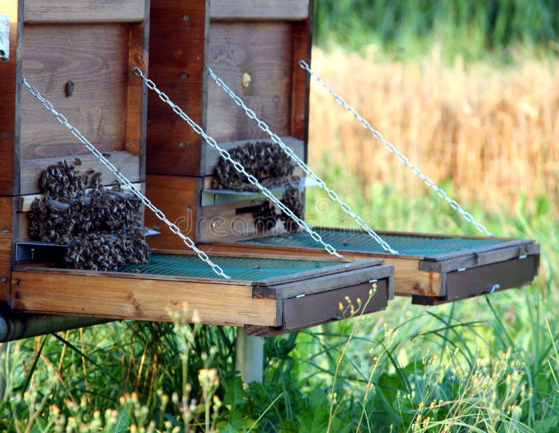 Bees swarm stock image Bees swarm stock image