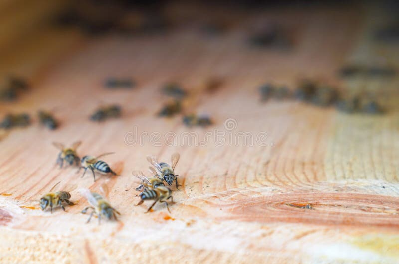 Bees Walk Around on Surface of Wall of Hive, Selective Focus Stock