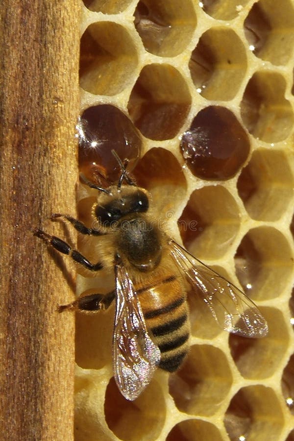 Bees, which come from the harsh winter