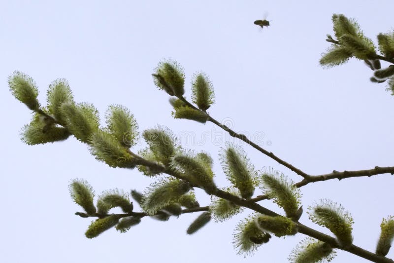 Bees on flowers of a willow in the spring stock photos Bees on flowers of a willow in the spring stock photos