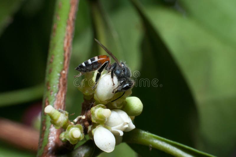 bees are working on tree royalty free stock photography bees are working on tree royalty free stock photography
