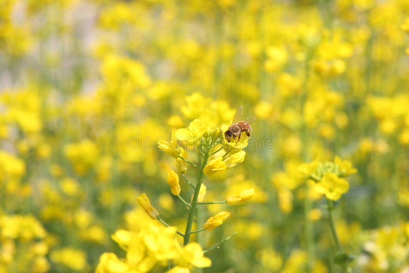 Bees and yellow flower stock photo. Image of flowers, harvesting 4689050