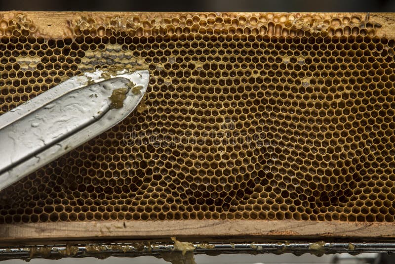 Beeswax извлекли Beekeeper, который стоковое фото Beeswax извлекли Beekeeper, который стоковое фото