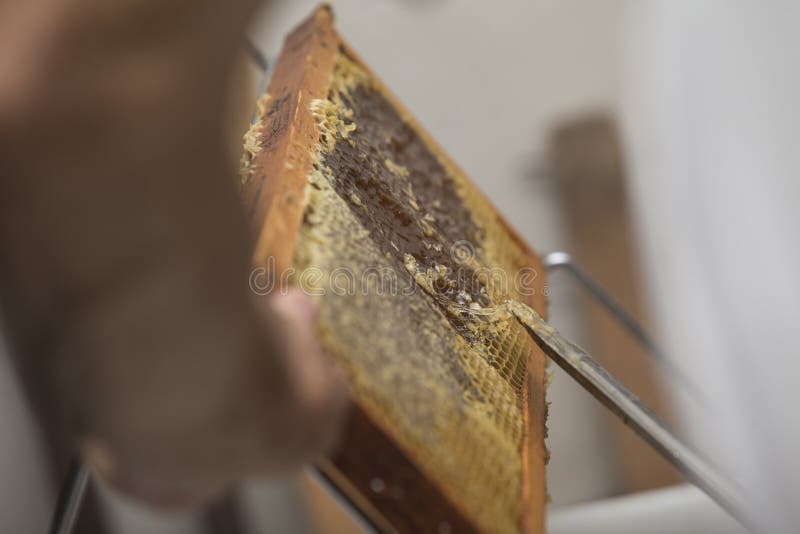 Beeswax извлекли Beekeeper, который стоковая фотография rf Beeswax извлекли Beekeeper, который стоковая фотография rf
